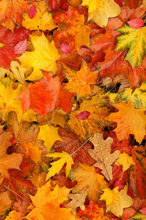 kaes-herbstkarte-web.jpg
